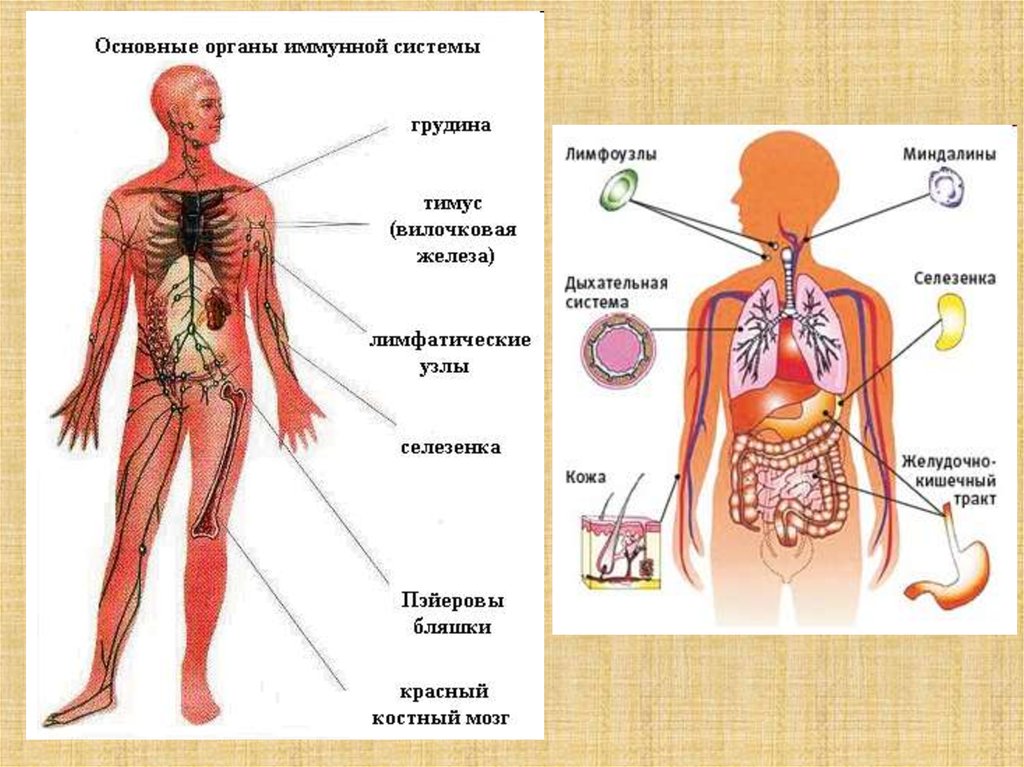 Какой орган образует. Структура органов иммунной системы. Структура иммунной системы схема. Иммунная система человека органы иммунной системы. Составляющие иммунной системы человека.