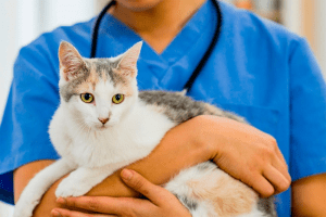 Кошка на приёме у ветеринара