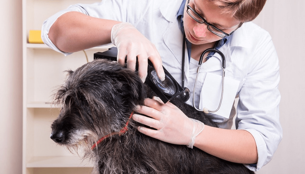 Диагностика пироплазмоза у собак