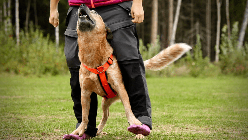 Увеличение физической активности у собак